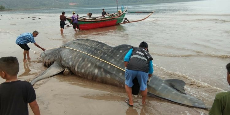 Hiu Paus Mati Terdampar di Pesisir Selatan, Sumatera