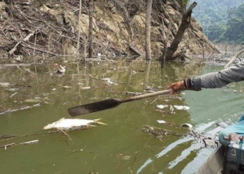Sungai Tercemar Limbah, Ribuan Ikan Mati di Waduk PLTA Koto Panjang