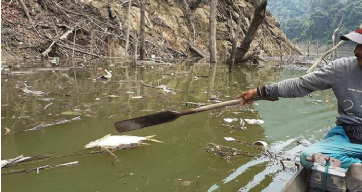Sungai Tercemar Limbah, Ribuan Ikan Mati di Waduk PLTA Koto Panjang 1 Sungai Tercemar Limbah, Ribuan Ikan Mati di Waduk PLTA Koto Panjang
