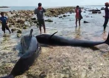 17 Ekor Paus Terdampar di Sabu Raijua, 11 Diantaranya Mati