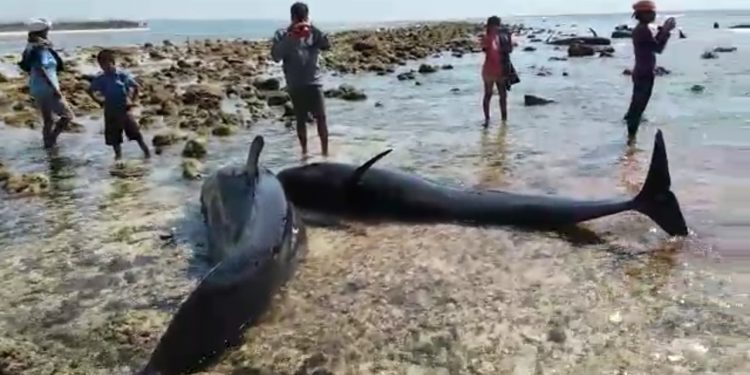 17 Ekor Paus Terdampar di Sabu Raijua, 11 Diantaranya Mati