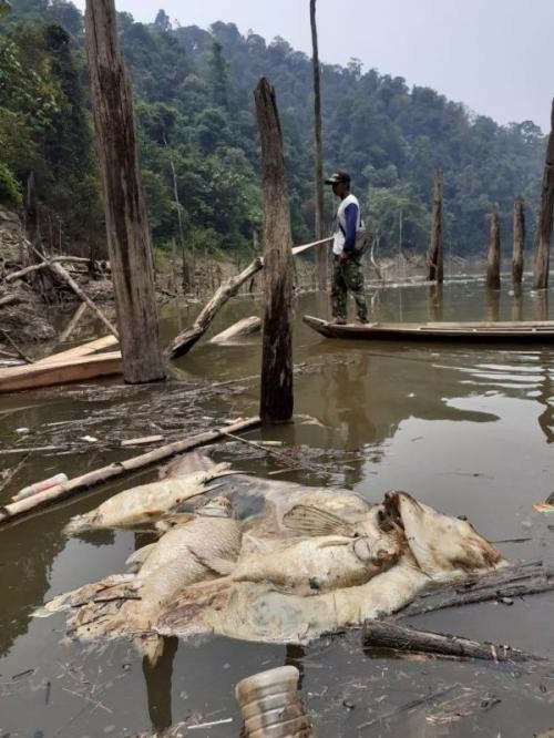 Sungai Tercemar Limbah, Ribuan Ikan Mati di Waduk PLTA Koto Panjang 1