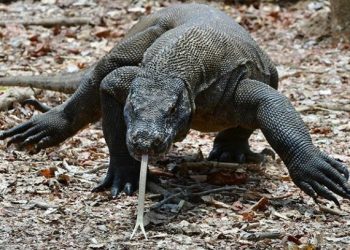 Dilengkapi Fasilitas Riset, Pulau Komodo Dirancang Seperti Taman ‘Jurrasic Park’
