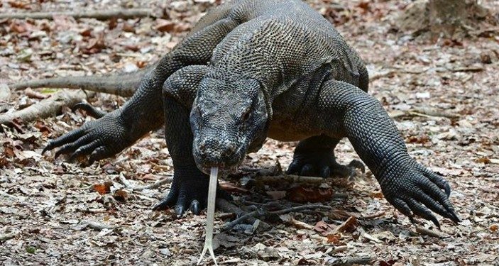 Dilengkapi Fasilitas Riset, Pulau Komodo Dirancang Seperti Taman ‘Jurrasic Park’