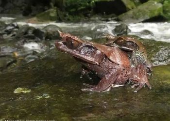 Peneliti Temukan Spesies Baru Katak Tanduk dari Hutan Kalimantan