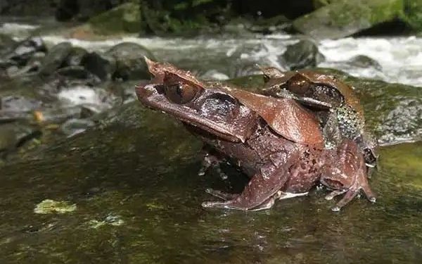Peneliti Temukan Spesies Baru Katak Tanduk dari Hutan Kalimantan