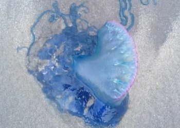 Suhu Air Laut Berubah, Ubur-ubur Beracun Banjiri Pantai Sumatera