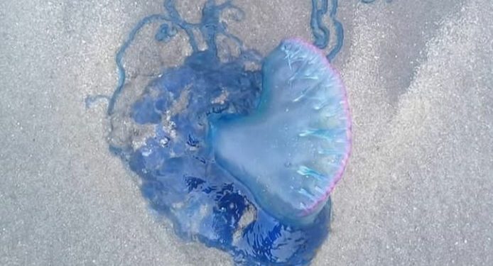 Suhu Air Laut Berubah, Ubur-ubur Beracun Banjiri Pantai Sumatera