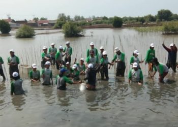 Pulihkan Ekosistem, Bekasi Fajar Estate Tanam 12.000 Pohon Mangorove