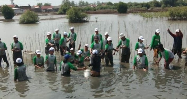 Pulihkan Ekosistem, Bekasi Fajar Estate Tanam 12.000 Pohon Mangorove