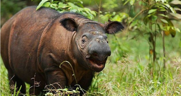 Kepunahan Satwa Endemik : Tak ada Lagi Badak Sumatera di Malaysia