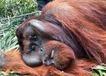 Dampak Kebakaran Hutan, Satwa Orang Utan Kehilangan Habitat