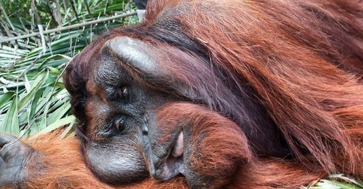 Dampak Kebakaran Hutan, Satwa Orang Utan Kehilangan Habitat