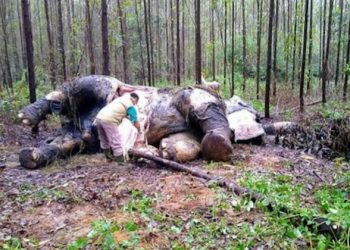 Seekor Gajah Sumatera Mati Mengenaskan di Areal Hutan Tanaman Industri Riau