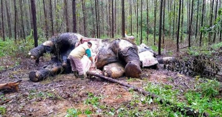 Seekor Gajah Sumatera Mati Mengenaskan di Areal Hutan Tanaman Industri Riau