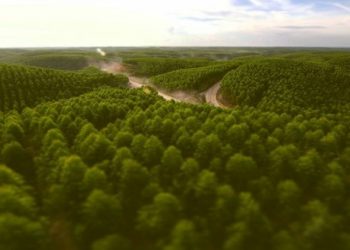 Dradjad Wibowo : Dunia Akui Kelestarian Hutan Tanaman Industri Indonesia