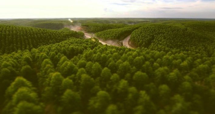 Dradjad Wibowo Dunia Akui Kelestarian Hutan  Tanaman 