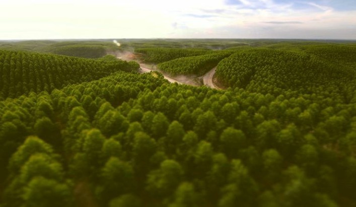 Dradjad Wibowo Dunia Akui Kelestarian Hutan Tanaman Industri Indonesia Asiatoday Id