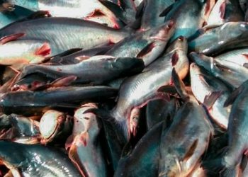 Permintaan Tinggi, Jatim Kesulitan Pasok Ikan Patin ke Arab Saudi