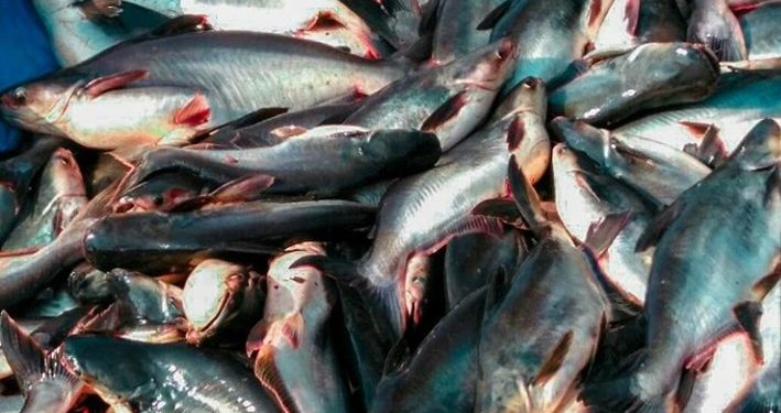 Permintaan Tinggi, Jatim Kesulitan Pasok Ikan Patin ke Arab Saudi