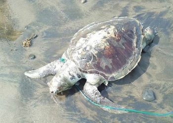 5 Ekor Penyu Mati Tak Jauh dari Pembuangan Limbah PLTU di Bengkulu