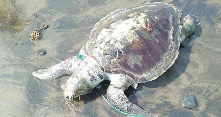 5 Ekor Penyu Mati Tak Jauh dari Pembuangan Limbah PLTU di Bengkulu