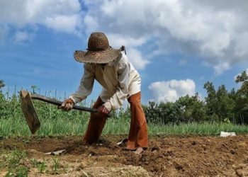 Cangkul Impor dari China Banjiri Indonesia
