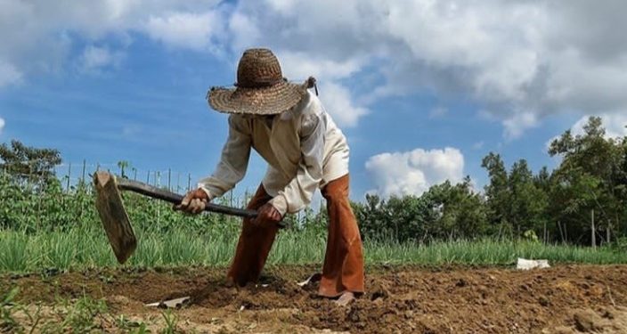 Cangkul Impor dari China Banjiri Indonesia