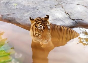 Habitat Terganggu, Harimau Serang 3 Warga di Sumatera