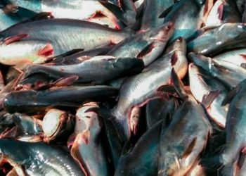 Program Kolaborasi KKP-FAO Internasional Hasilkan 32.557 Ton Pakan Mandiri