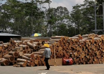 Korea Impor Limbah Kayu Sengon dari Indonesia 10 Ribu Ton Per Tahun