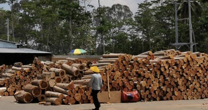 Korea Impor Limbah Kayu Sengon dari Indonesia 10 Ribu Ton Per Tahun