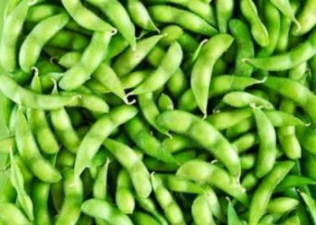 Di Akhir 2019, Indonesia Ekspor 92 Ton Komoditi Edamame ke Jepang