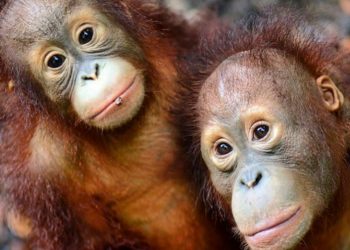 Indonesia Repatriasi Dua Orangutan Korban Perdagangan Satwa dari Thailand