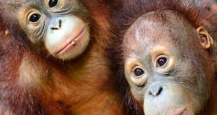 Indonesia Repatriasi Dua Orangutan Korban Perdagangan Satwa dari Thailand