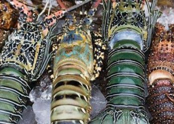 LOBSTER: Antara Kelestarian Sumber Daya dan Keberlanjutan Ekonomi