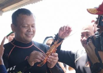 Sempat Kontroversi, Indonesia Batalkan Rencana Ekspor Benih Lobster