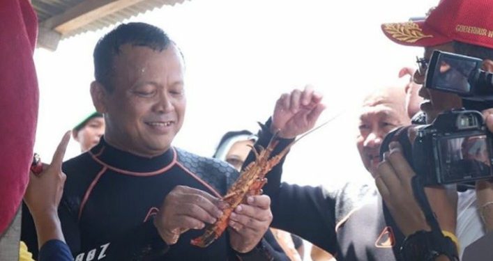Sempat Kontroversi, Indonesia Batalkan Rencana Ekspor Benih Lobster