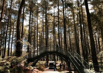 Indonesia Gagas Festival Alam Terbuka di Hutan Rimba Cikole, Bandung