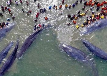 IUCN: Dampak Perubahan Iklim, Kadar Oksigen di Lautan Menipis