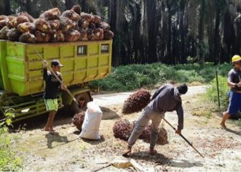 Penjualan Sawit Terkoreksi, Pendapatan  Sampoerna Agro Turun Jadi Rp2,26 Triliun