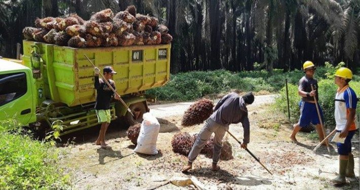 Penjualan Sawit Terkoreksi, Pendapatan  Sampoerna Agro Turun Jadi Rp2,26 Triliun