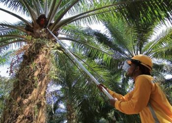 Januari 2020, Harga Referensi CPO Naik 12,23 Persen