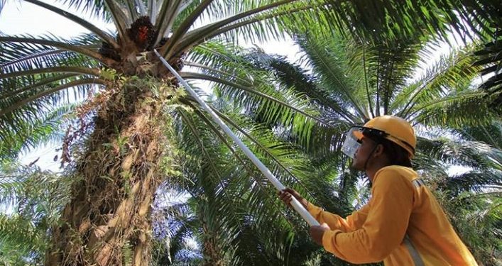 Januari 2020, Harga Referensi CPO Naik 12,23 Persen