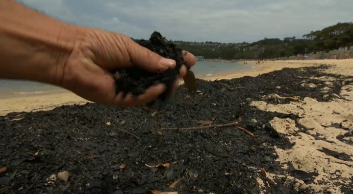 Pantai dan Laut di Sydney Menghitam Akibat Tercemar Abu Kebakaran Hutan 1