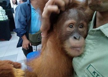 Hendak Diselundupkan, 3 Orangutan Dievakuasi Petugas