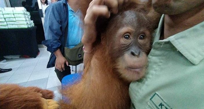 Hendak Diselundupkan, 3 Orangutan Dievakuasi Petugas
