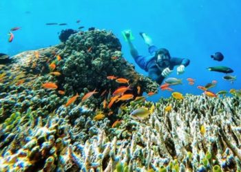 Konservasi Laut Lebih Krusial Dibanding Mengekspor Benih Lobster