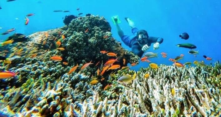 Konservasi Laut Lebih Krusial Dibanding Mengekspor Benih Lobster
