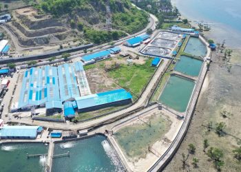 Pacu Ekspor, Budidaya Udang di Indonesia Dikembangkan Berbasis Cluster
